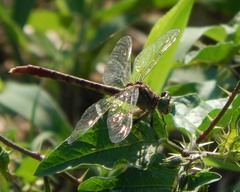 Arigomphus submedianus