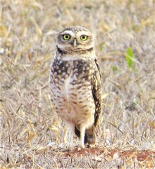 Athene cunicularia