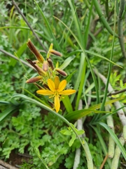 Wachendorfia multiflora