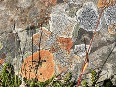 Lecanoromycetidae