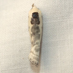 Antaeotricha