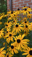 Rudbeckia