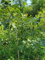 Populus tremuloides