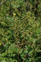Filipendula vulgaris
