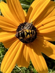 Eristalis transversa