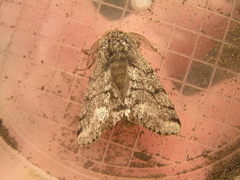Lycia ursaria