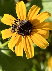 Eristalis transversa
