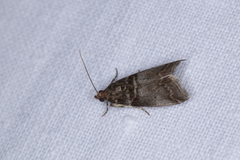 Acrobasis advenella