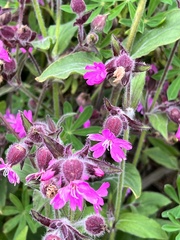 Silene dioica
