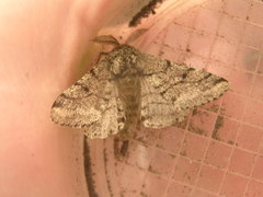 Lycia ursaria