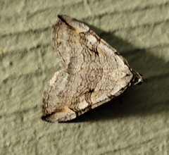 Geometridae