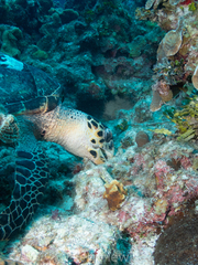 Eretmochelys imbricata