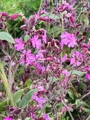 Silene dioica