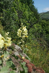 Alcea rugosa