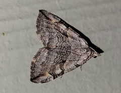 Geometridae