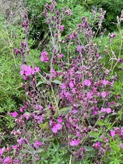 Silene dioica