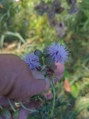 Cirsium arvense