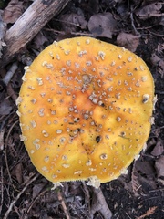 Amanita muscaria guessowii