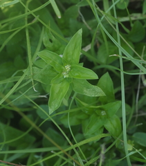 Spermacoce mauritiana