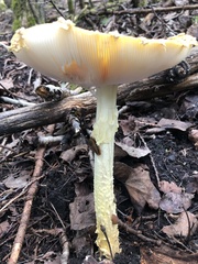 Amanita muscaria guessowii