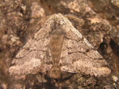 Lycia ursaria