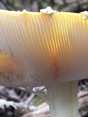 Amanita muscaria guessowii