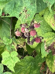 Rubus odoratus