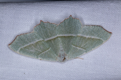 Campaea margaritaria