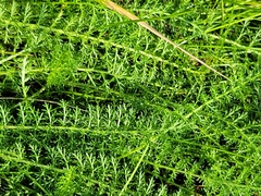 Achillea millefolium borealis