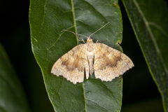 Camptogramma bilineata