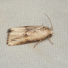 Crambodes talidiformis