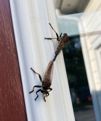 Promachus rufipes