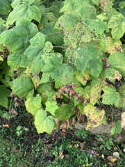 Rubus odoratus