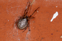 Zygiella x-notata