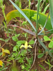Disperis villosa