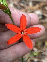 Silene subciliata