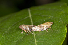 Aphrophora alni