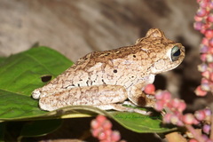 Boana pugnax