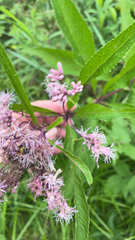 Eutrochium maculatum