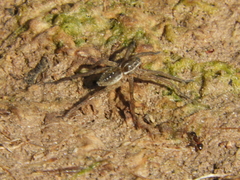 Diapontia uruguayensis