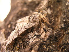 Lycia ursaria