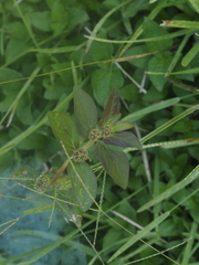 Euphorbia hirta