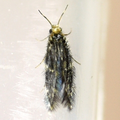Hydroptilidae