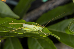 Meconema thalassinum