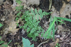 Cystopteris protrusa