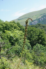 Eremurus spectabilis