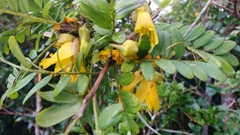 Sophora howinsula
