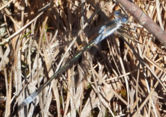 Lestes congener