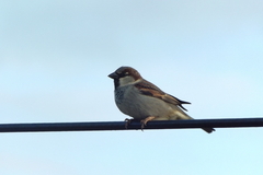 Passer domesticus