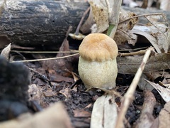 Boletaceae